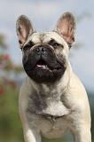 BOULEDOGUE FRANCAIS 682
